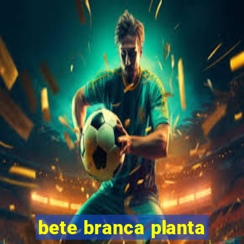 bete branca planta